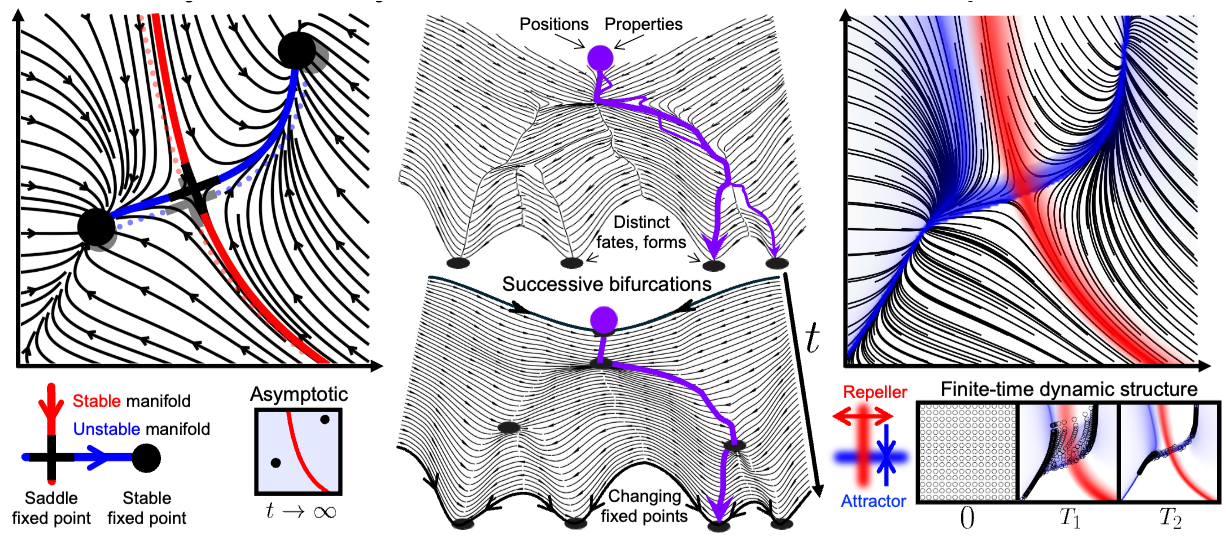 Dynamical systems diagrams linking trajectories, fixed points, fate, and form.